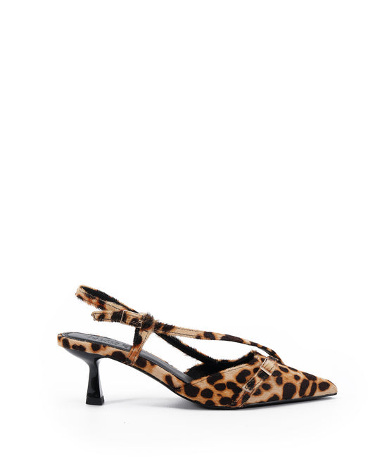 Aymara Leopard