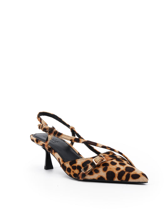 Aymara Leopard