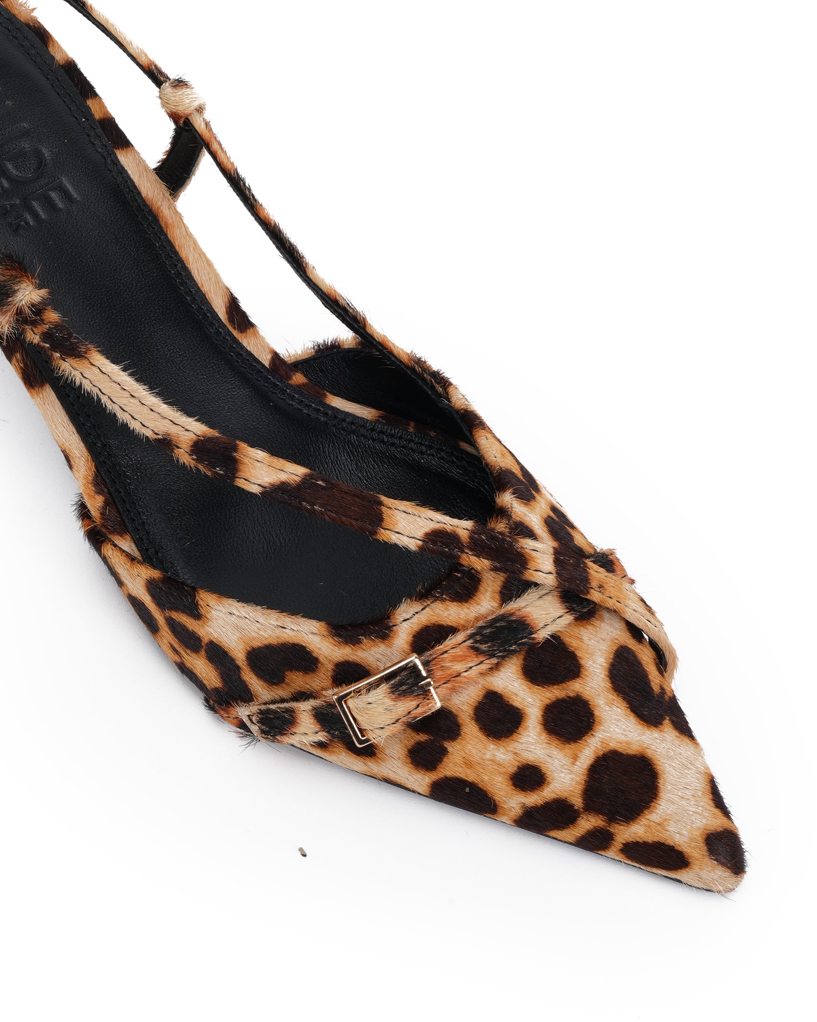 Aymara Leopard