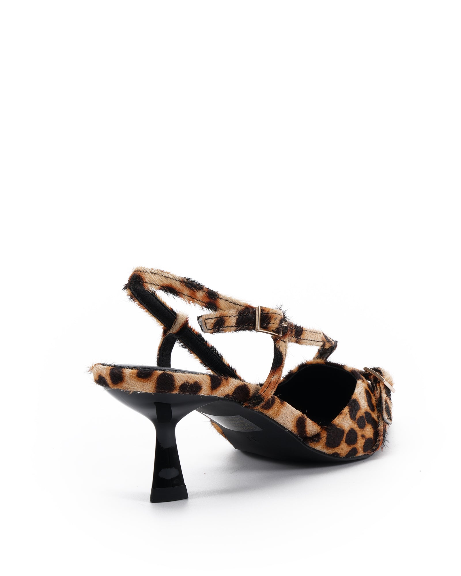 Aymara Leopard