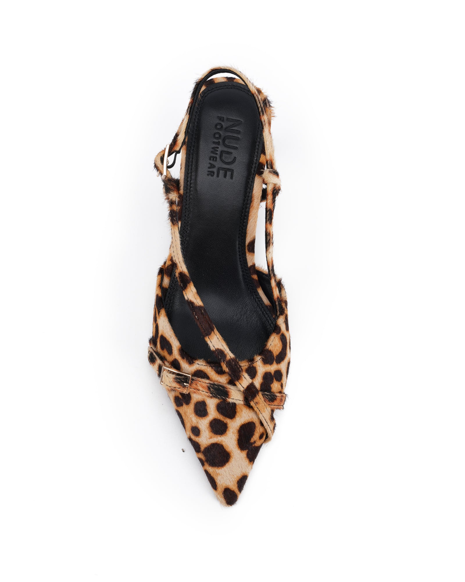 Aymara Leopard